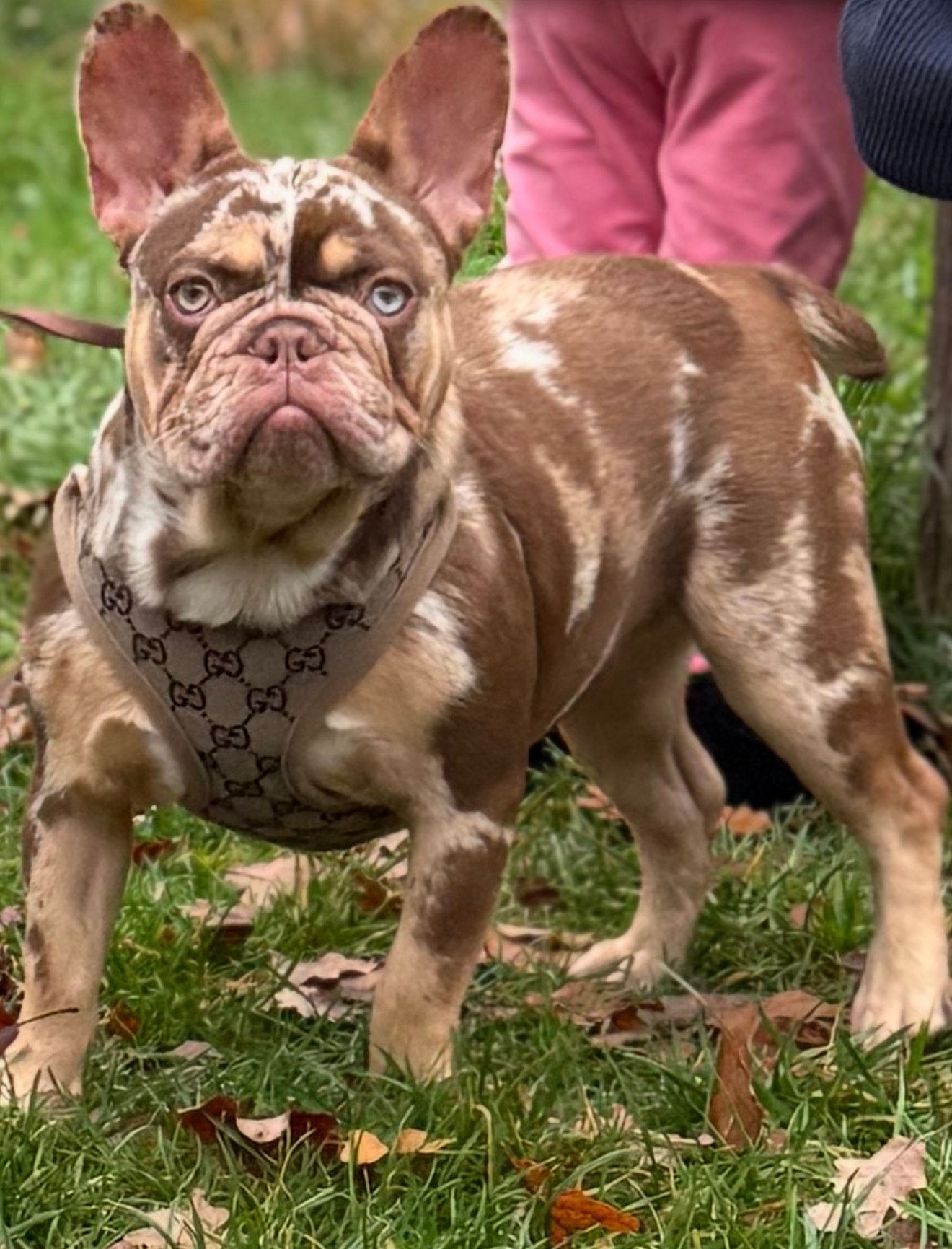 Franse bulldog teefje, 1 tot 2 jaar, Teef, Bulldog, Eén hond