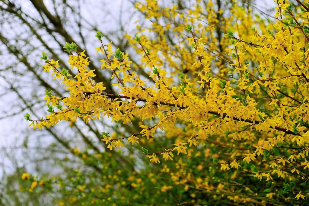 Actie! Forsythia 'Spectabilis' |Chinees klokje | Verzending!, Ophalen of Verzenden, Overige soorten, Halfschaduw