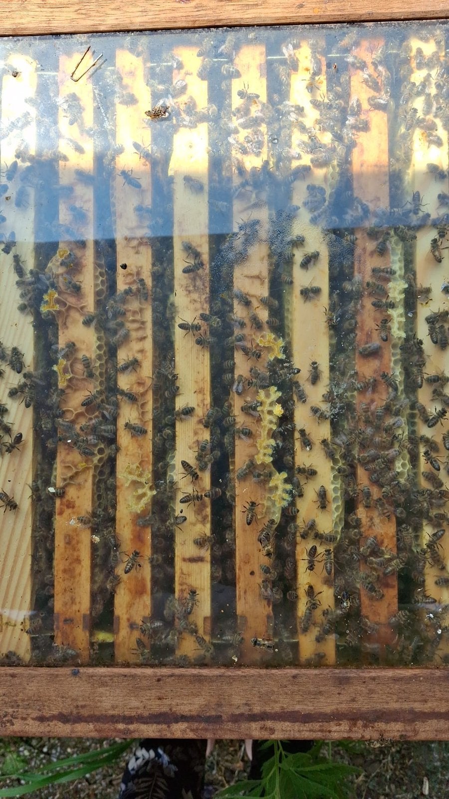 Carnica bijenvolk, Dieren en Toebehoren