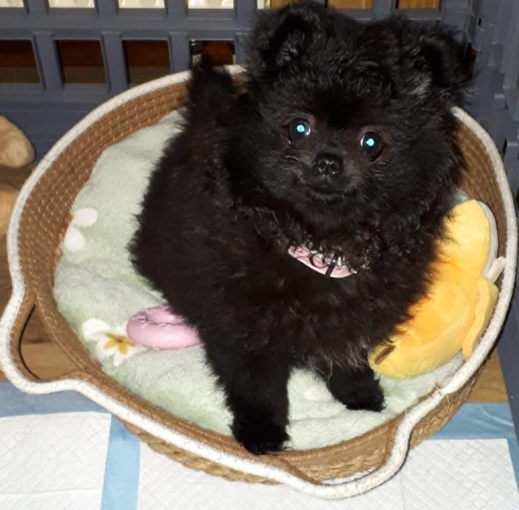 pomeriaan (teefje), Dieren en Toebehoren, Honden | Chihuahua's en Gezelschapshonden, Overige rassen, 8 tot 15 weken, Teef, Parvo