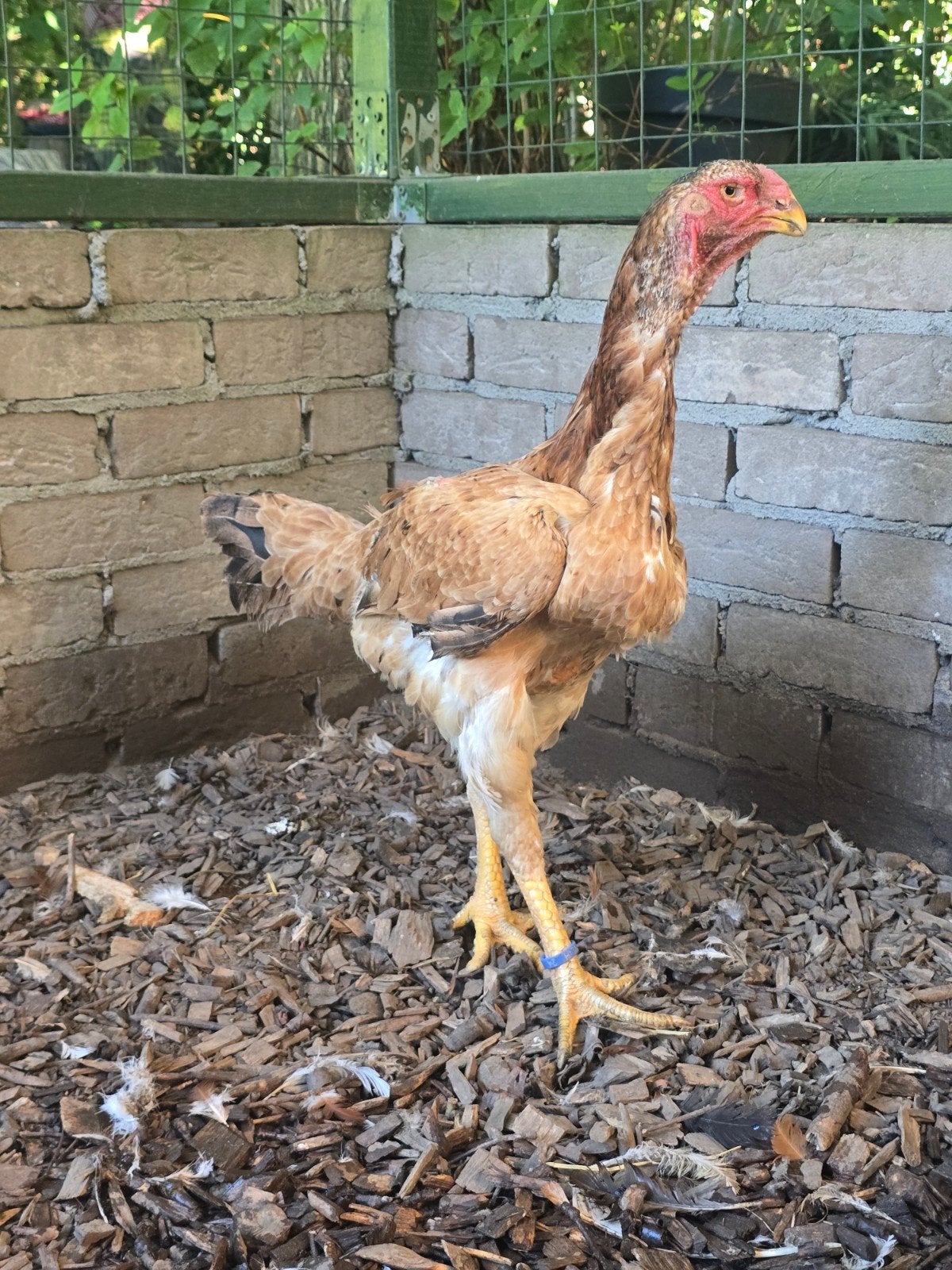 Maleier hen, Dieren en Toebehoren, Vrouwelijk, Kip