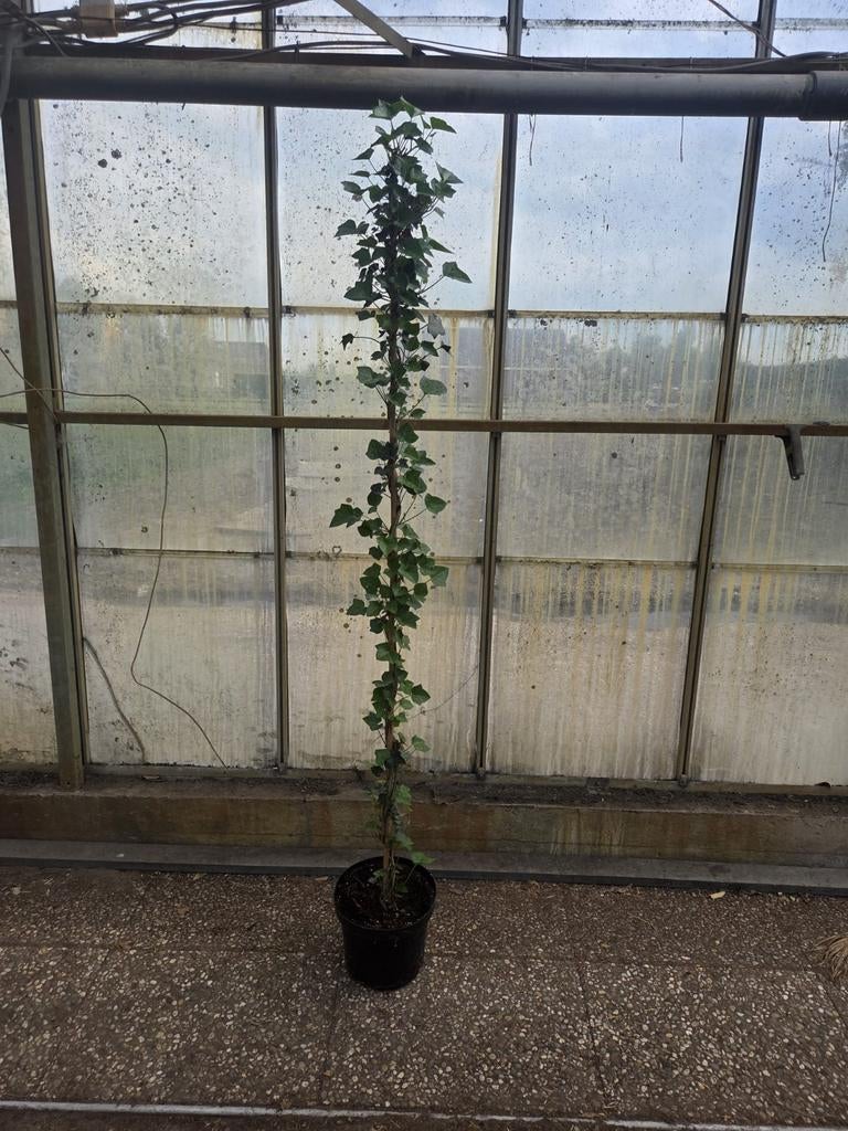 Klimop Hedera Hibernica - 2 meter, Ophalen, Vaste plant, Bloeit niet, Halfschaduw