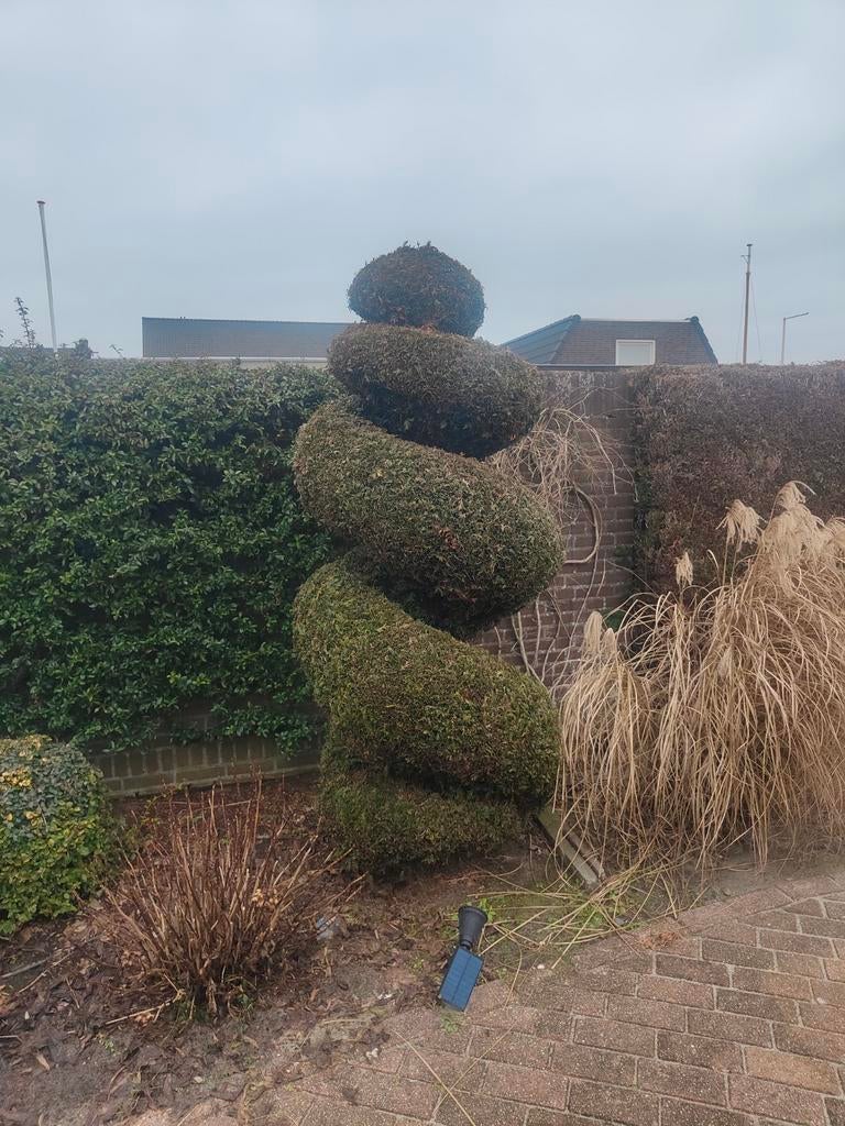 Conifeer spiraal - Unieke vorm voor uw tuin, Volle zon, Vaste plant, Bloeit niet, Ophalen