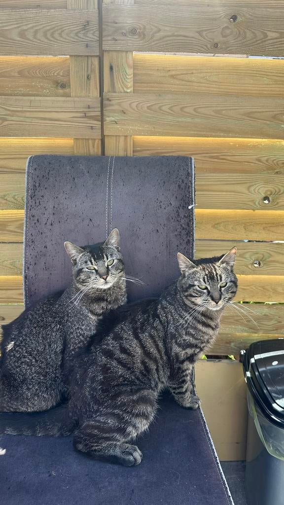 Kittens, Dieren en Toebehoren, Kater