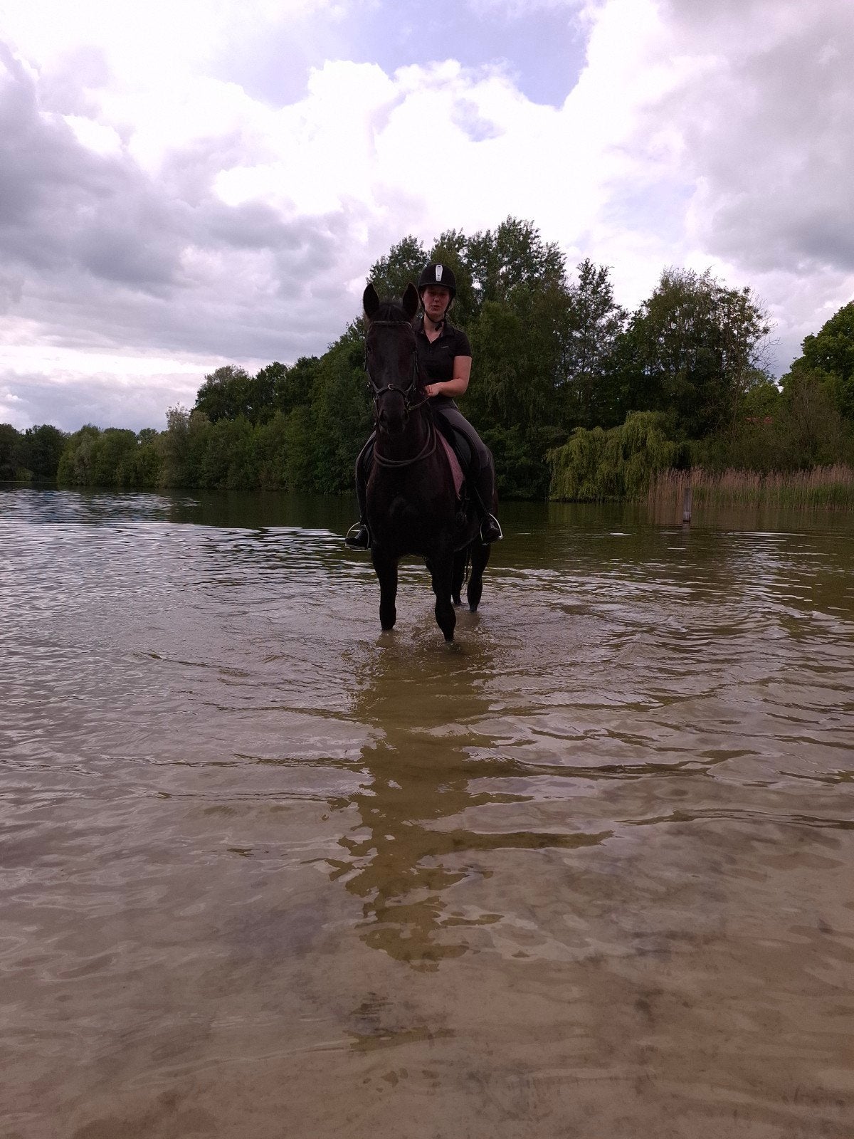 Super stoere en knappe Fries-kruising., Gechipt, Minder dan 160 cm, Ruin, Zadelmak