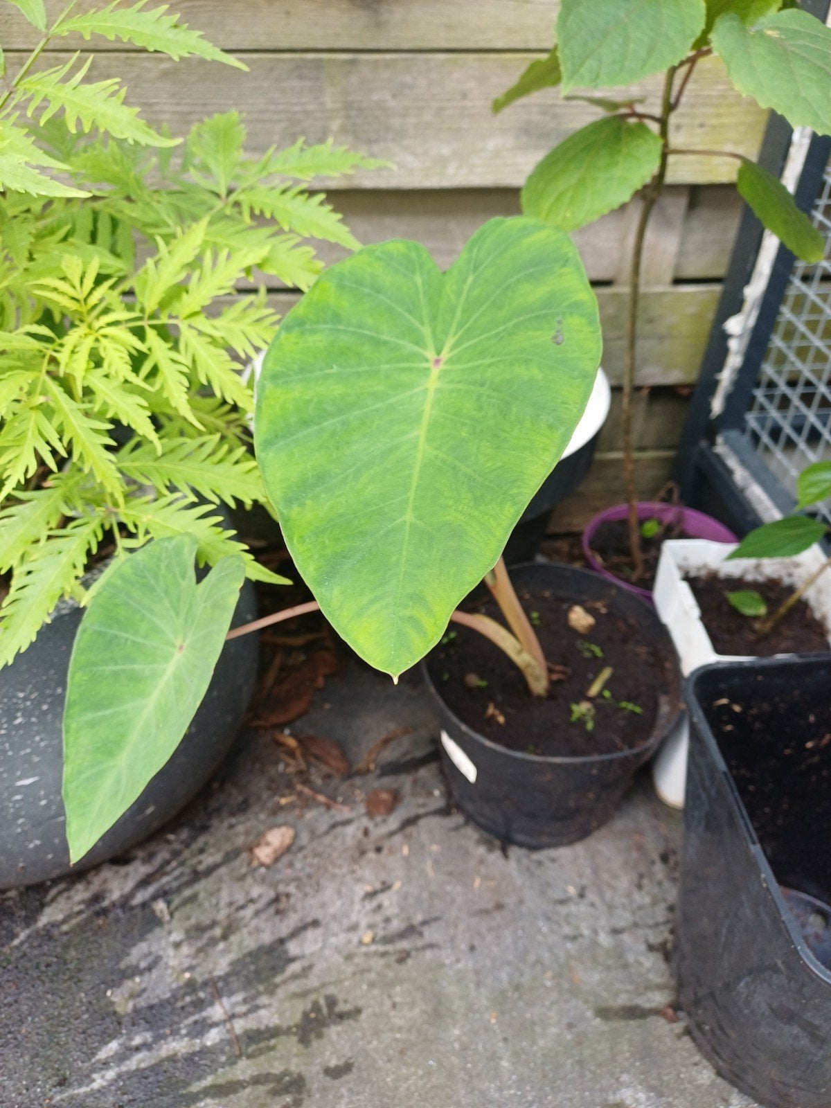 Stekken van de Olifanten Oor / Colocasia, Ophalen