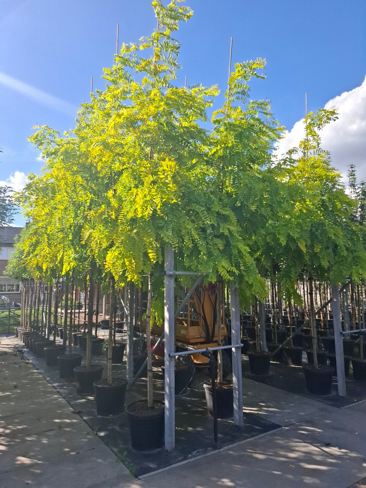gele gouden acasia robinia frisia hoogstam in pot, Overige soorten, Zomer, Ophalen, Volle zon