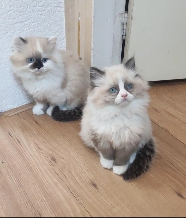 Ragdoll kittens, Meerdere dieren