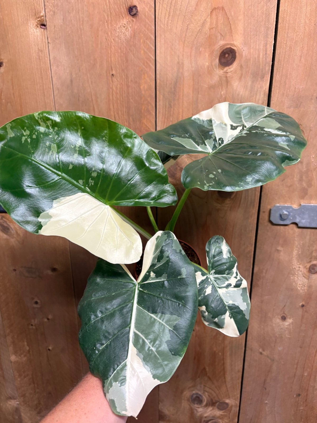 Alocasia macrorrhiza plant variegata albo white wit marble, Huis en Inrichting, Kamerplanten, Ophalen of Verzenden, Halfschaduw