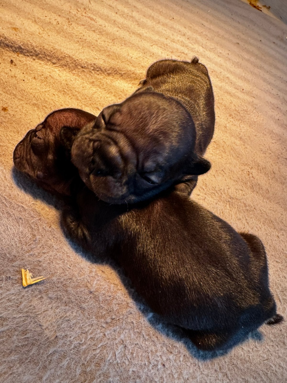 Franse Bulldog Pups te reserveren, Dieren en Toebehoren, Parvo, 8 tot 15 weken, Bulldog, Meerdere