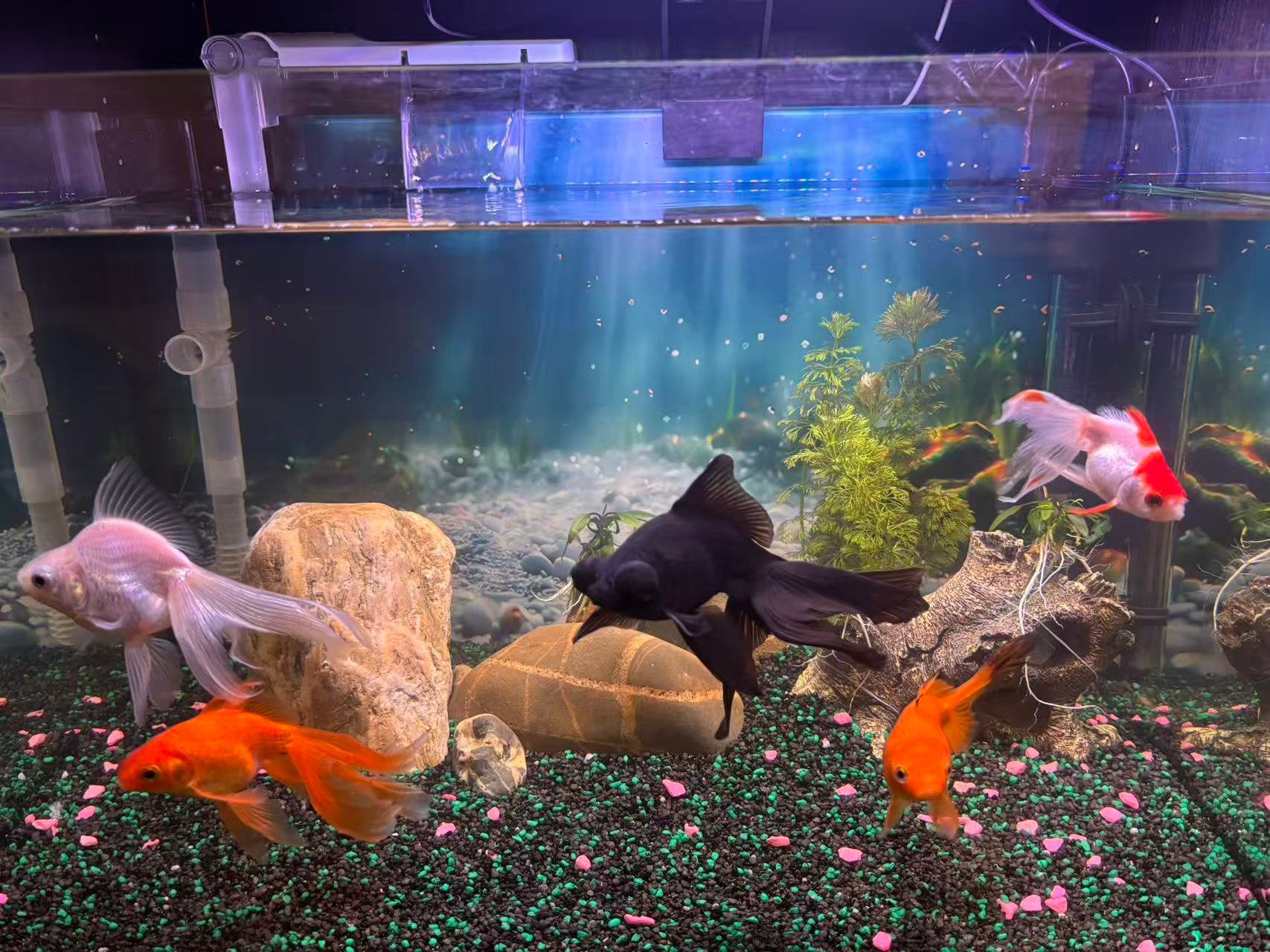 Complete aquarium, Dieren en Toebehoren, Vis