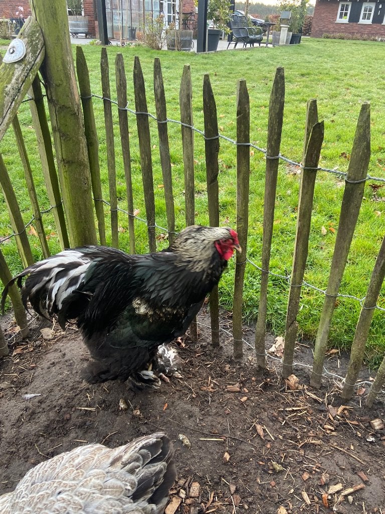 Brahma hanen gratis af te halen, Dieren en Toebehoren, Pluimvee, Mannelijk, Kip