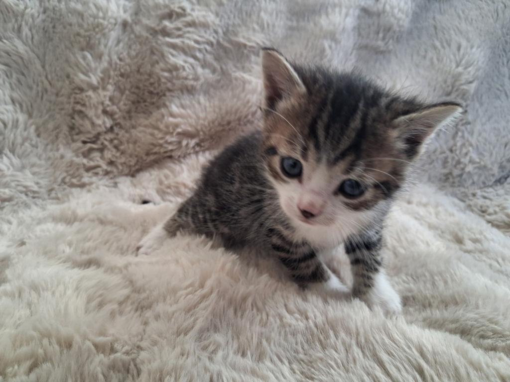 Te koop 2 hele mooie cyperse kittens, Dieren en Toebehoren, Katten en Kittens | Overige Katten, Meerdere dieren