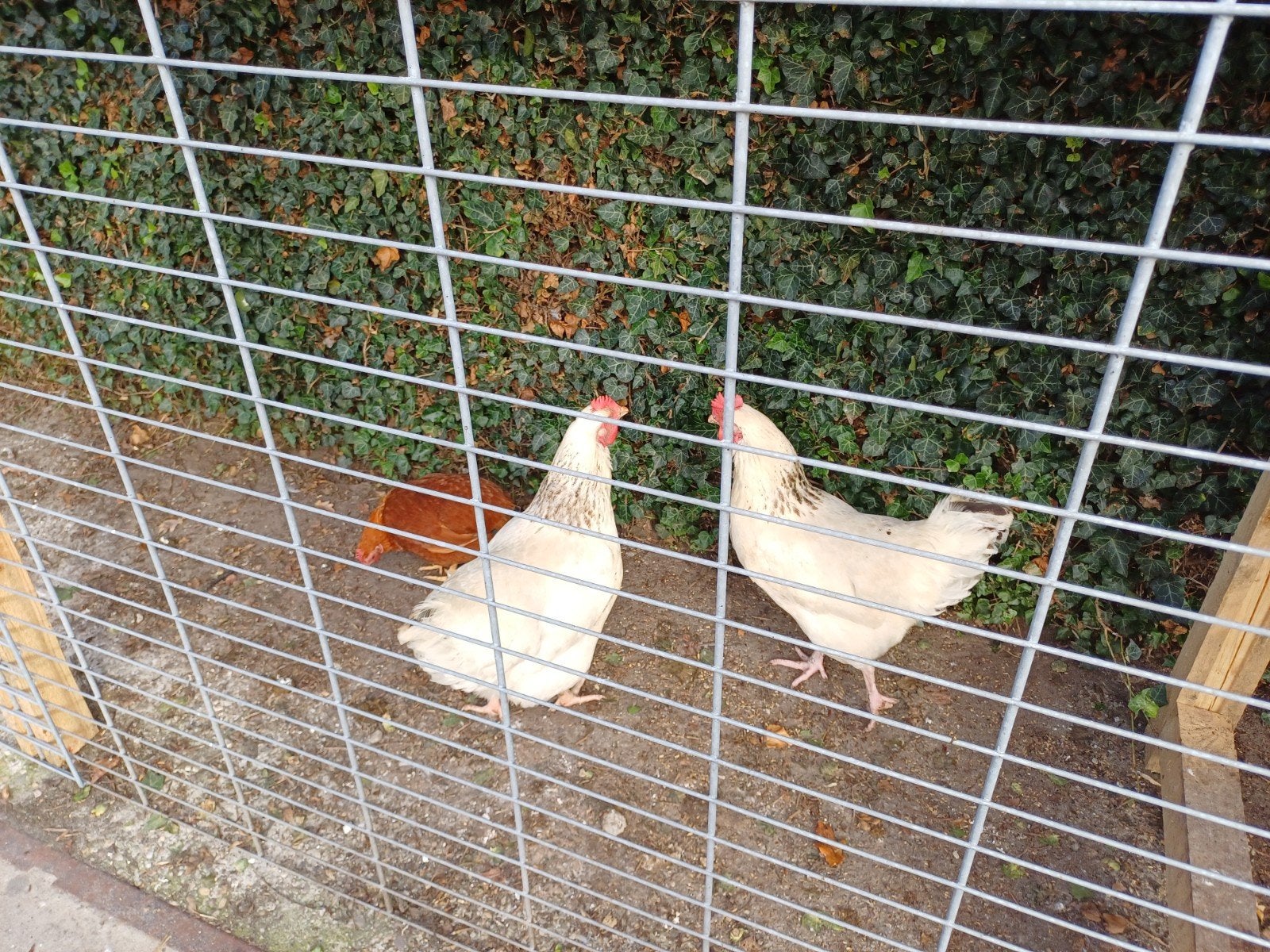 2 witte en 1 bruine kip, Vrouwelijk, Kip