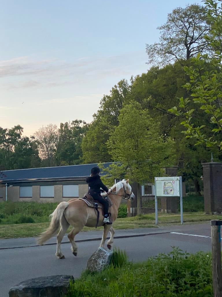 Verzorger aangeboden verzorg pony gezocht aub help mij, Ophalen of Verzenden