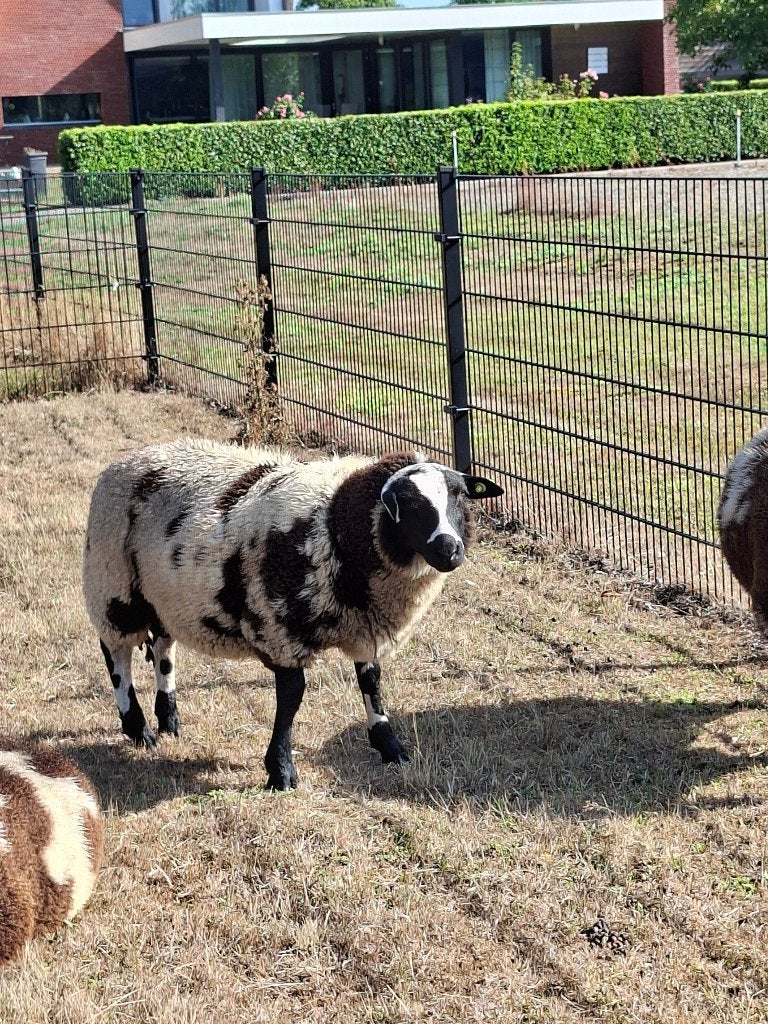 Te Koop Bonte dekrammen, Mannelijk, Schaap, 0 tot 2 jaar