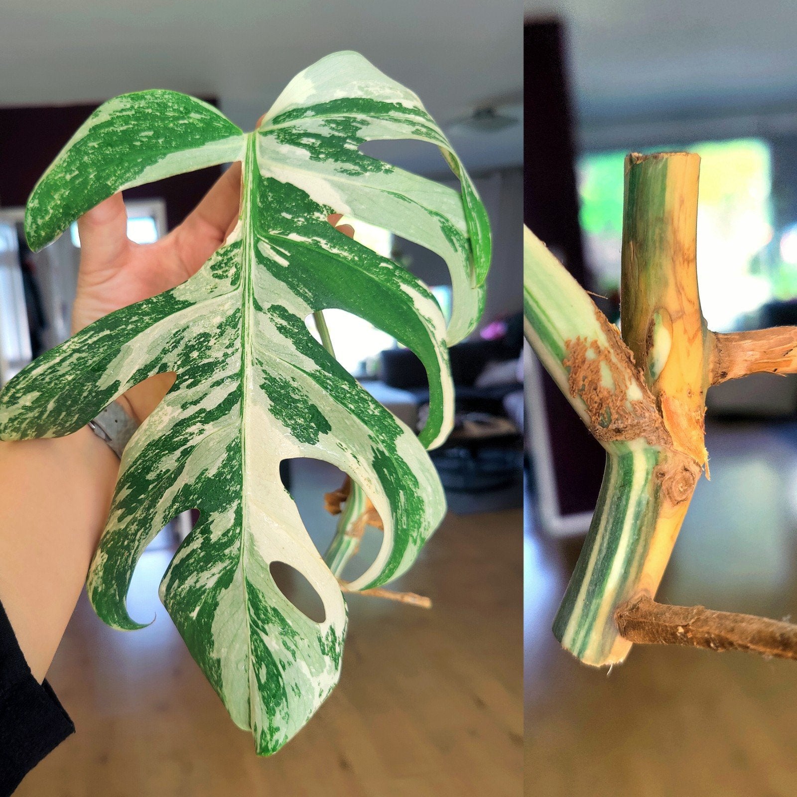 Monstera variegata stek, Ophalen, Halfschaduw, Minder dan 100 cm