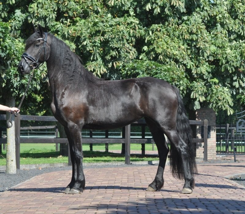 4 jarige knappe friese merrie V Auwert, Dieren en Toebehoren, Merrie, Dressuurpaard, 3 tot 6 jaar, 160 tot 165 cm