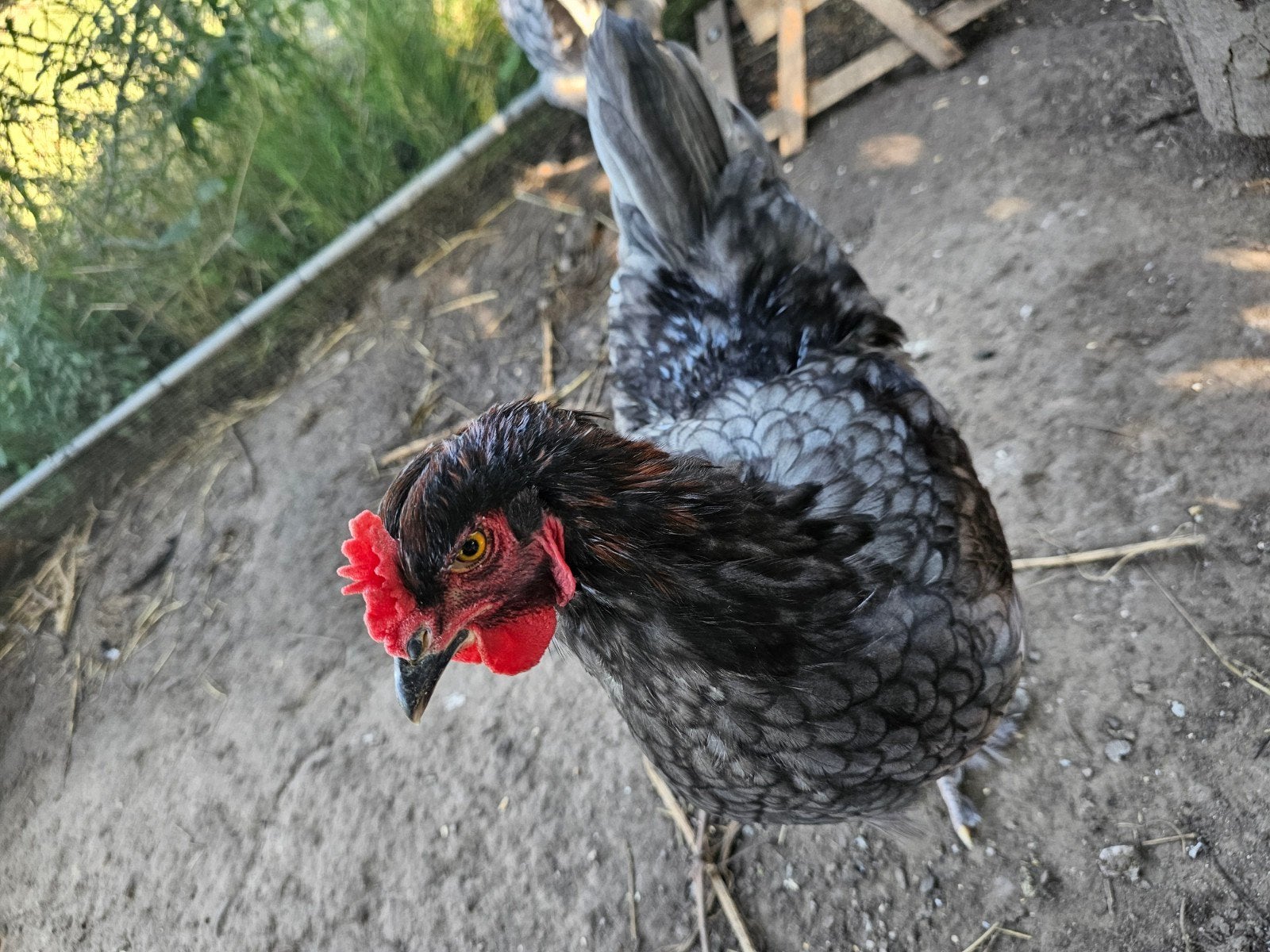 Haan Willy brahma/patrijs leghorn mix, Mannelijk, Kip