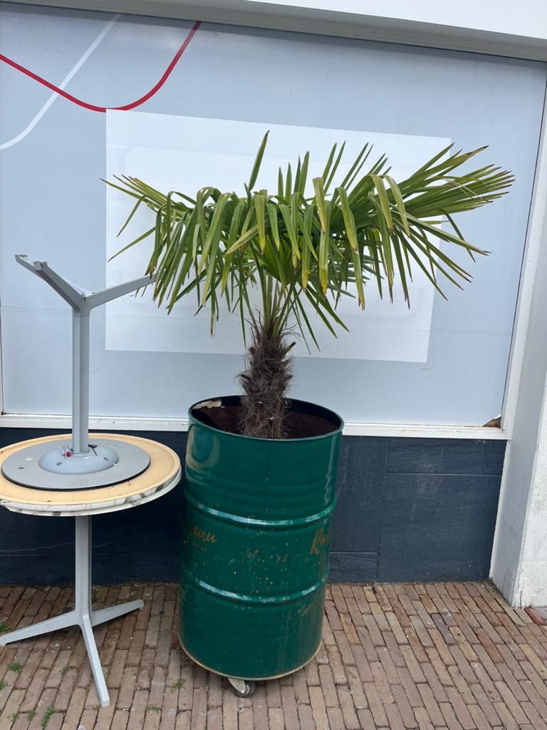 2 palmbomen, Ophalen, Bloeit niet, Overige soorten, Volle zon