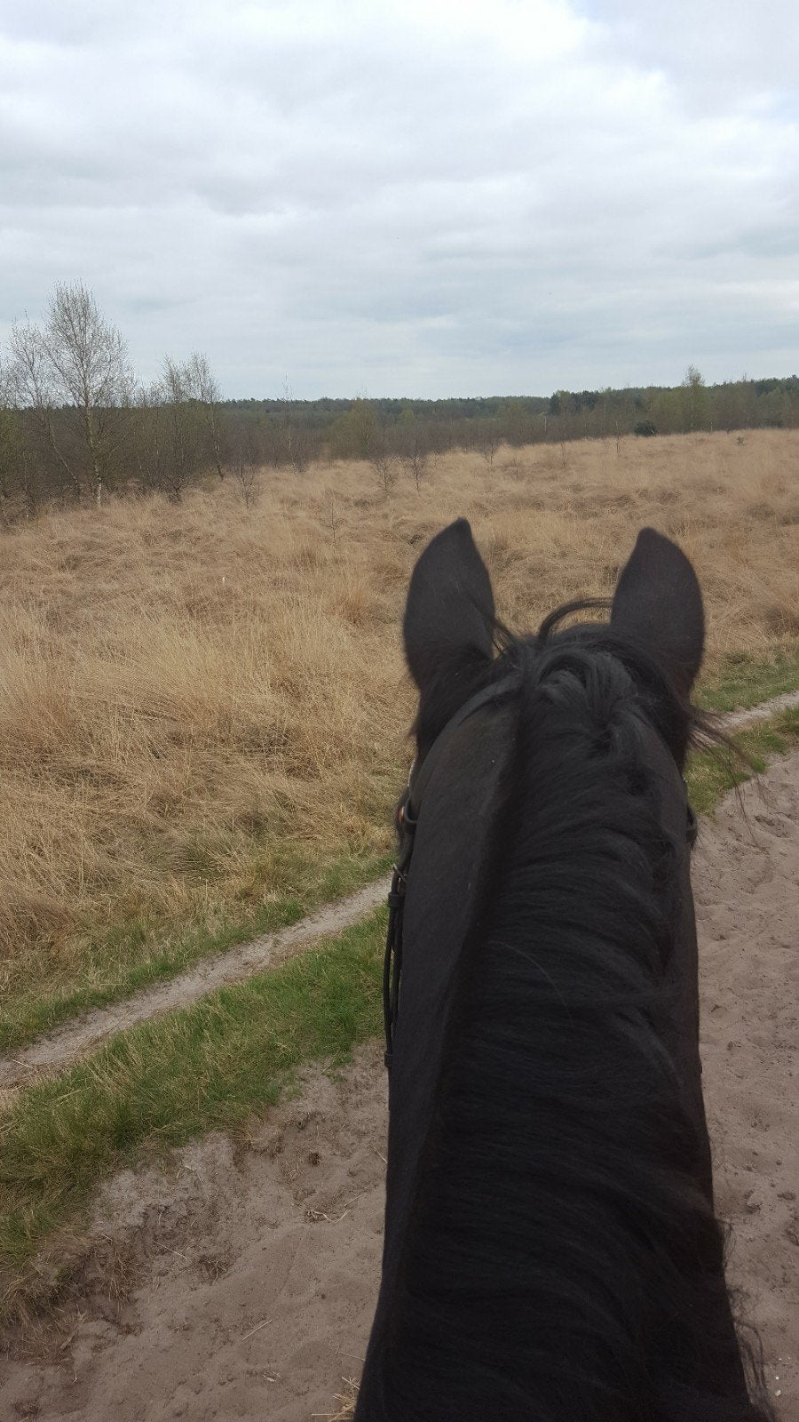 Gezocht bomproof recreatie Epony/paard, Dieren en Toebehoren, Paarden, Merrie, Recreatiepaard