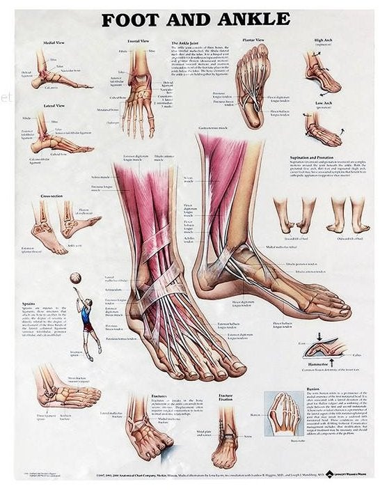 Voet En Enkel Menselijke Anatomie Poster / School Medisch, Verzenden, Nieuw, A1 t/m A3, Overige onderwerpen