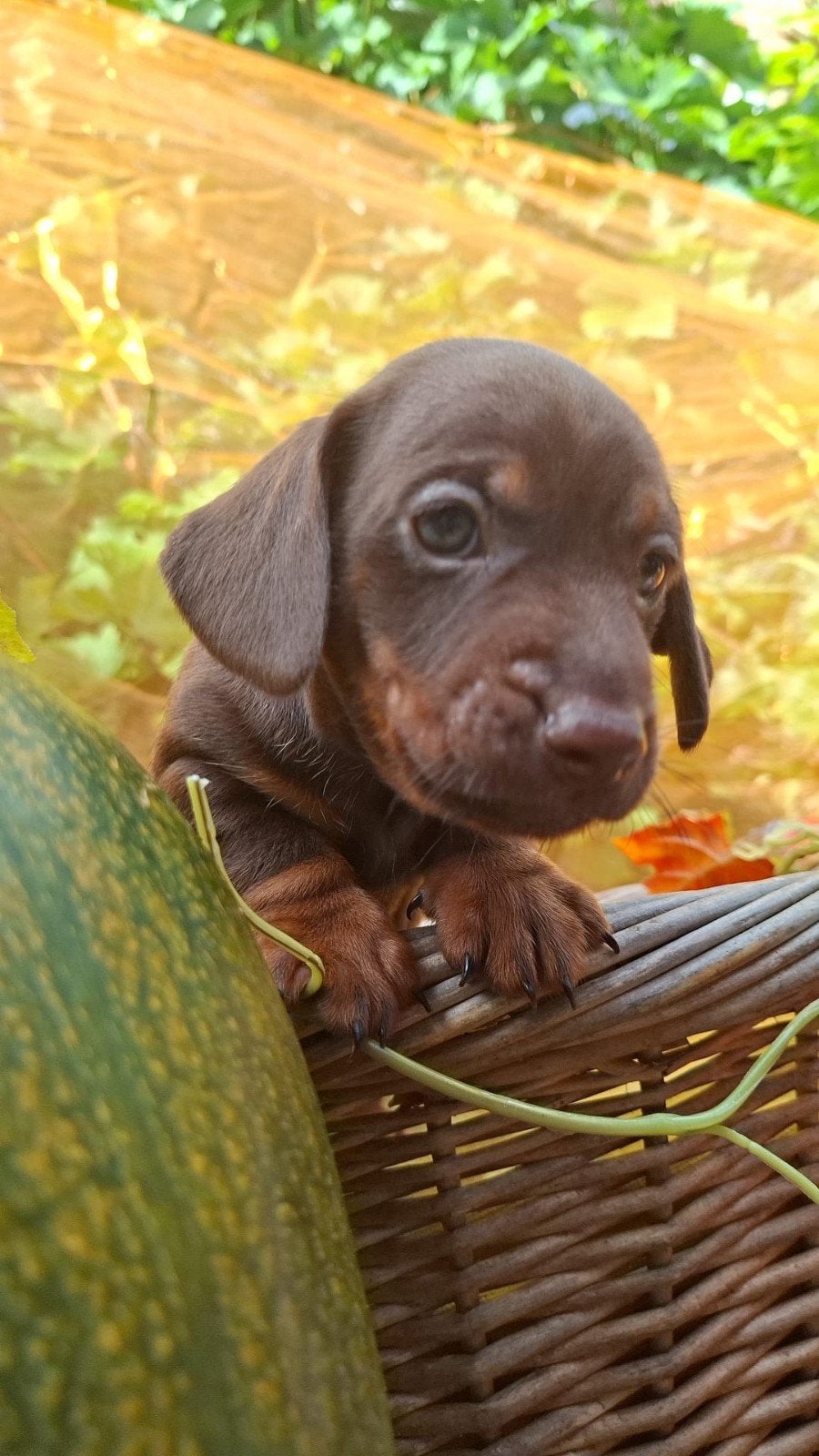 Liefdevolle Teckel pups op zoek naar een fijn mandje (Choco-, Overige rassen, 8 tot 15 weken, Meerdere, Meerdere dieren