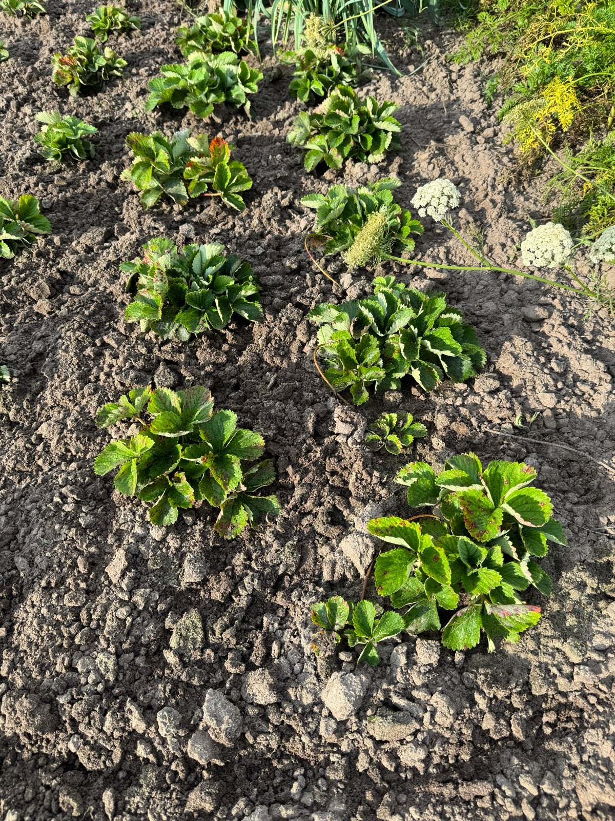 Verse aardbeiplanten (scheuten), Ophalen, Volle zon, Vaste plant, Fruitplanten