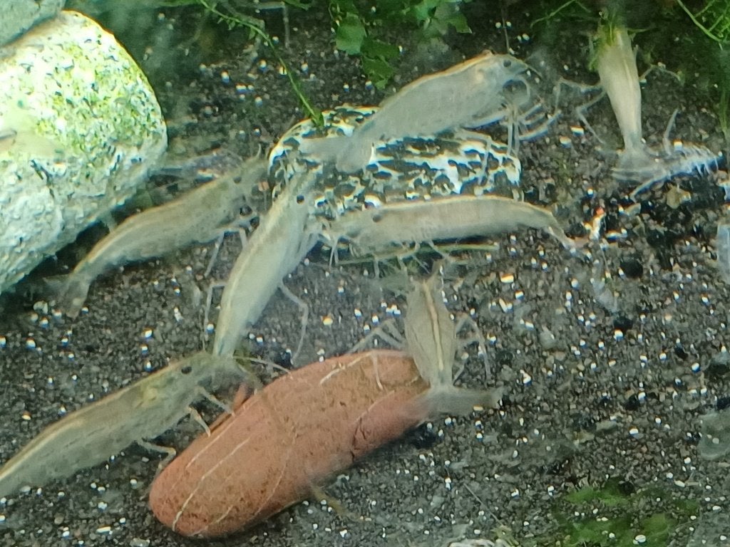 Hobbyaquarium Japonica XL=XL garnalen effectieve algeneters, Dieren en Toebehoren, Kreeft, Krab of Garnaal, Zoetwatervis, Schoolvis