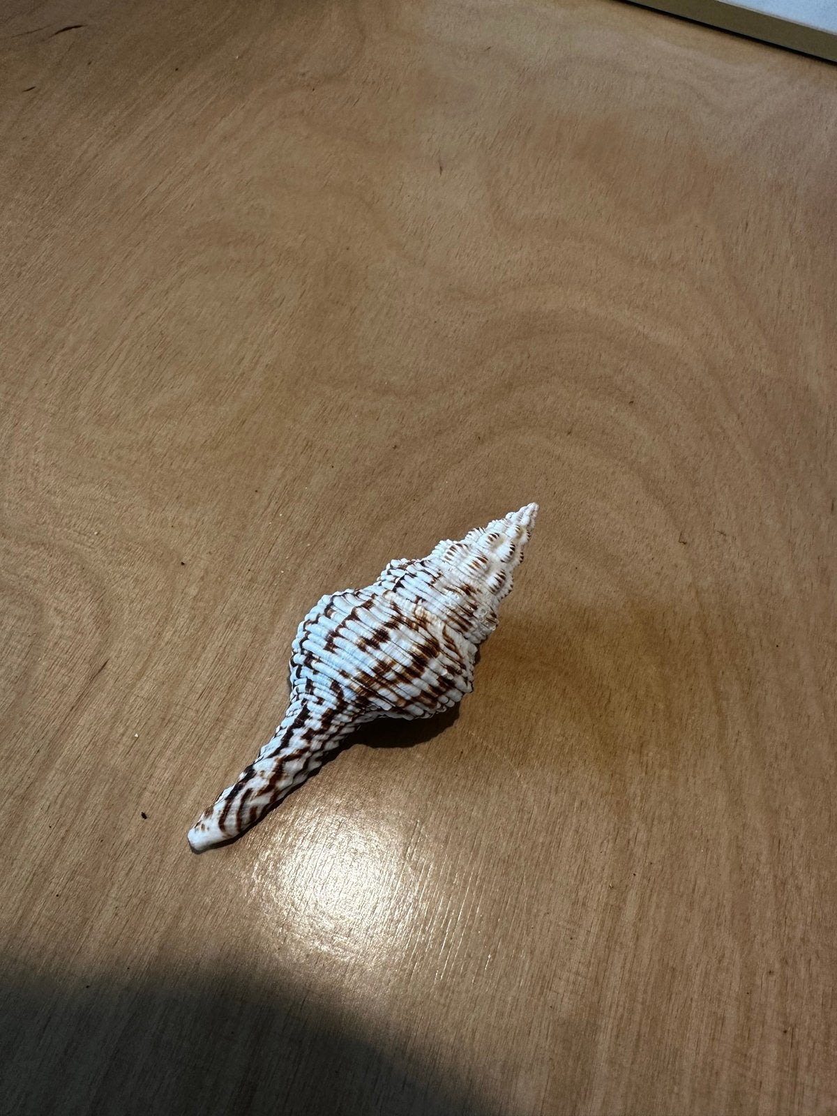 Decoratieve schelp, 10 cm, Ophalen of Verzenden, Gebruikt