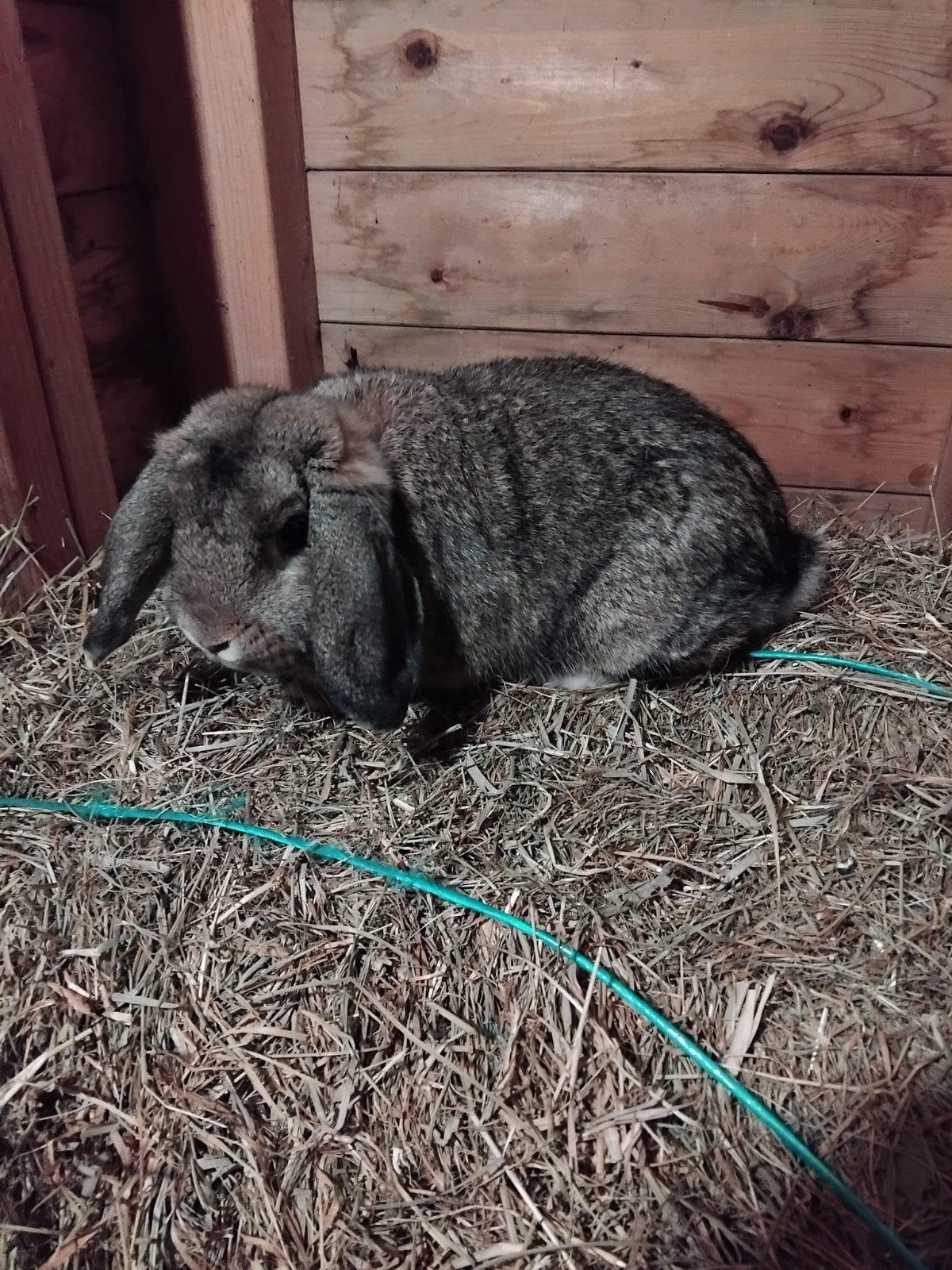 te koop hangoor gecastreerd 2 jaar oud, Mannelijk, Hangoor