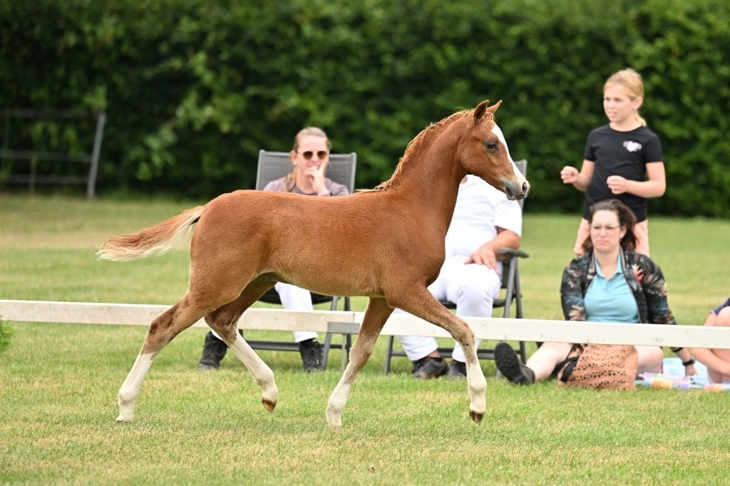 Te koop: meerdere kwaliteitsvolle pony's, Dieren en Toebehoren, Pony's, Meerdere dieren, Met stamboom, 0 tot 2 jaar