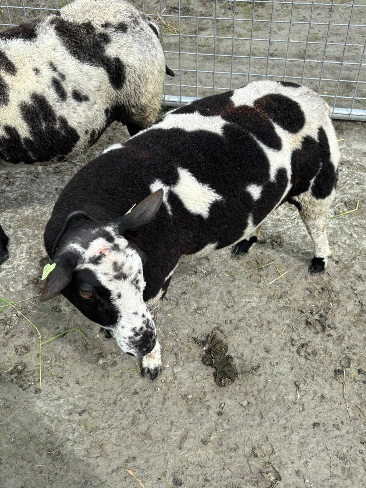 Koppel bonte schapen, Meerdere dieren, Schaap