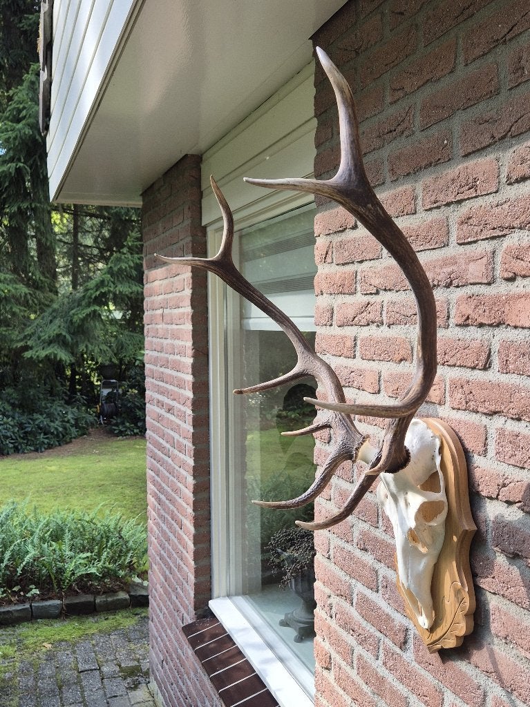 Prachtig groot edelhert gewei op eiken gedecoreerd schild 11, Ophalen, Zo goed als nieuw, Hert, Gewei of Kop