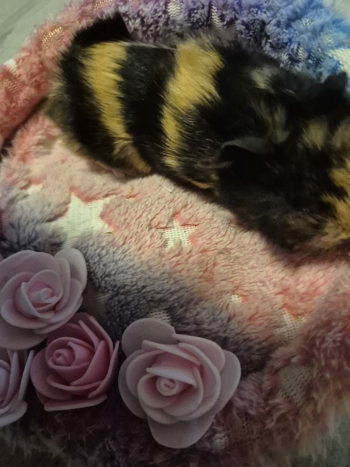 Mooie nestjes borstel cavia,s, Dieren en Toebehoren, Cavia, Meerdere dieren, Tam, September