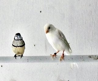 Belgische waterslager, Dieren en Toebehoren, Vogels | Kanaries, Meerdere dieren, Zangkanarie