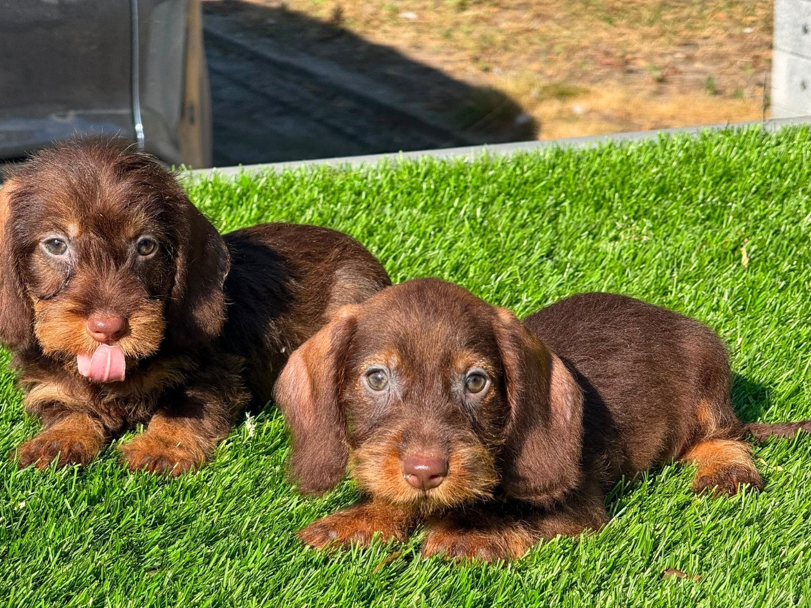 Te koop mooie Ruwharige Dwergteckel pups
