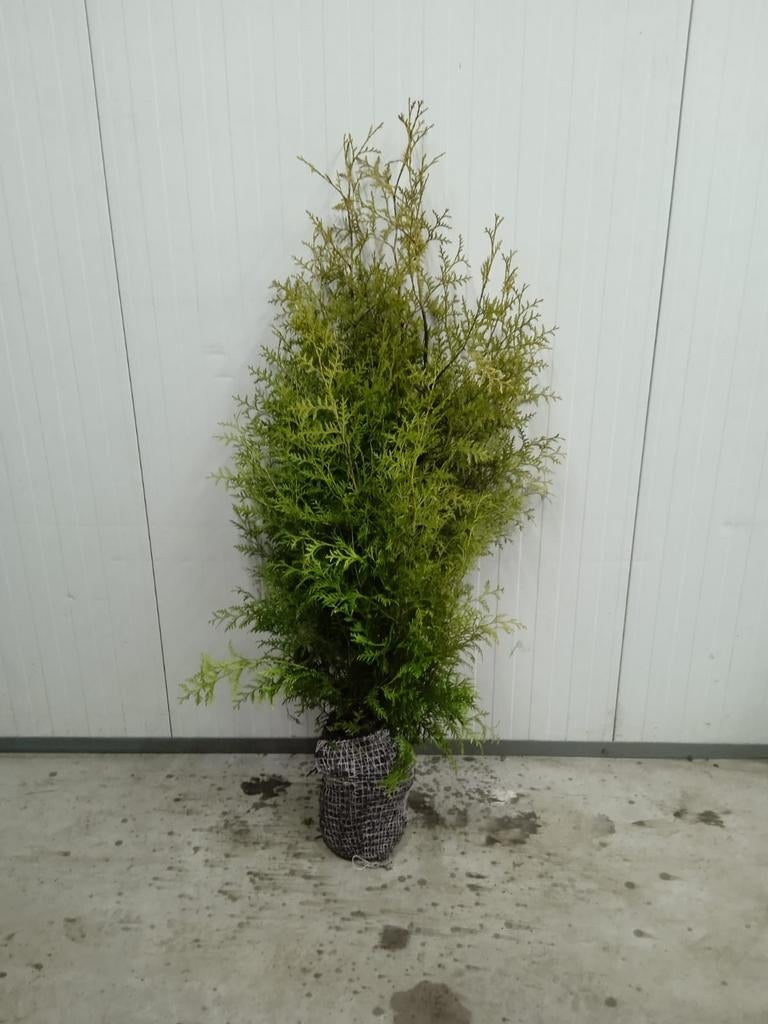 Coniferen Thuja Brabant voor haag, Tuin en Terras, Planten | Struiken en Hagen, Ophalen of Verzenden, Conifeer, 100 tot 250 cm