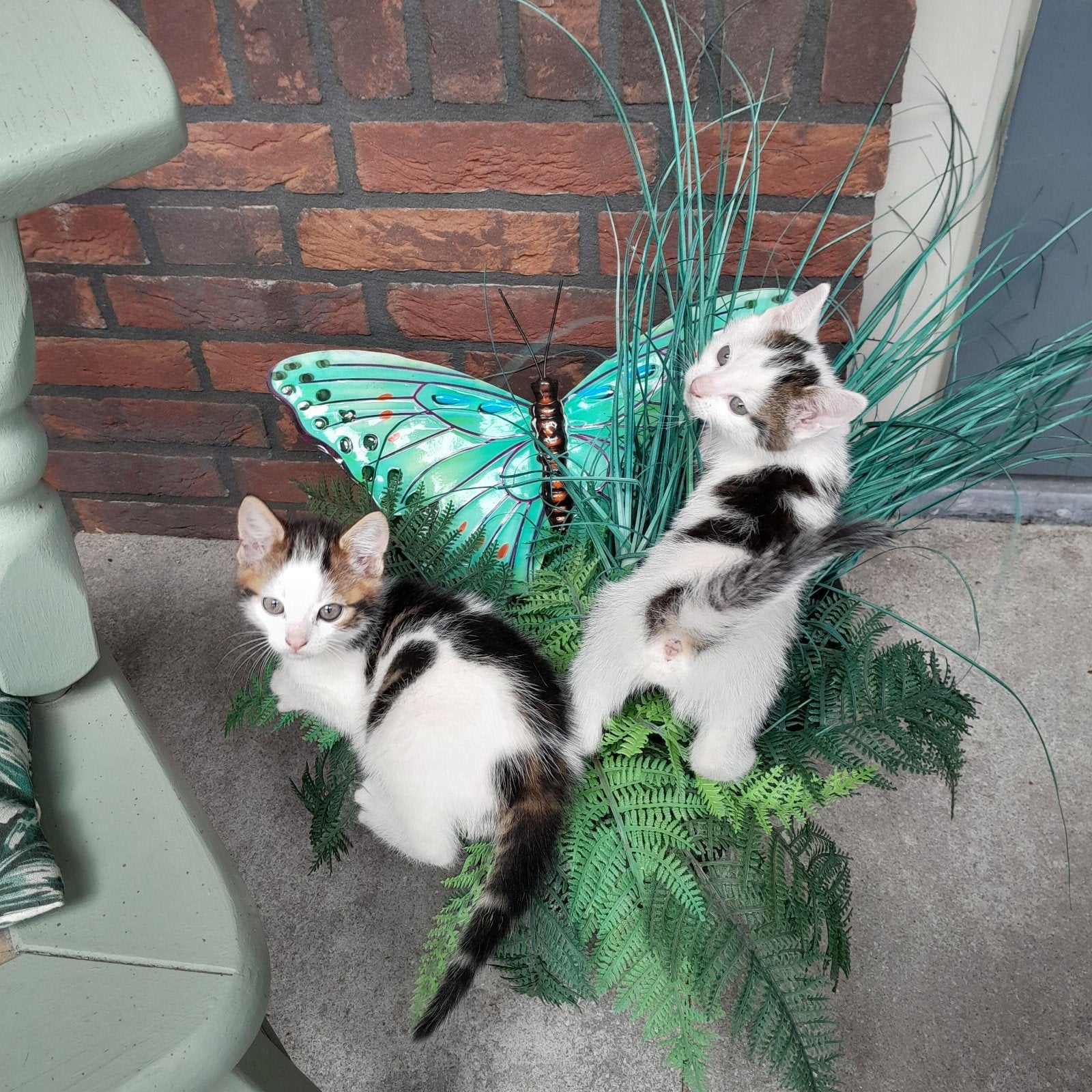Boerderij kitten 1 mannetje, rechts op de foto 50 euro, Meerdere dieren, Kortharig, 0 tot 2 jaar