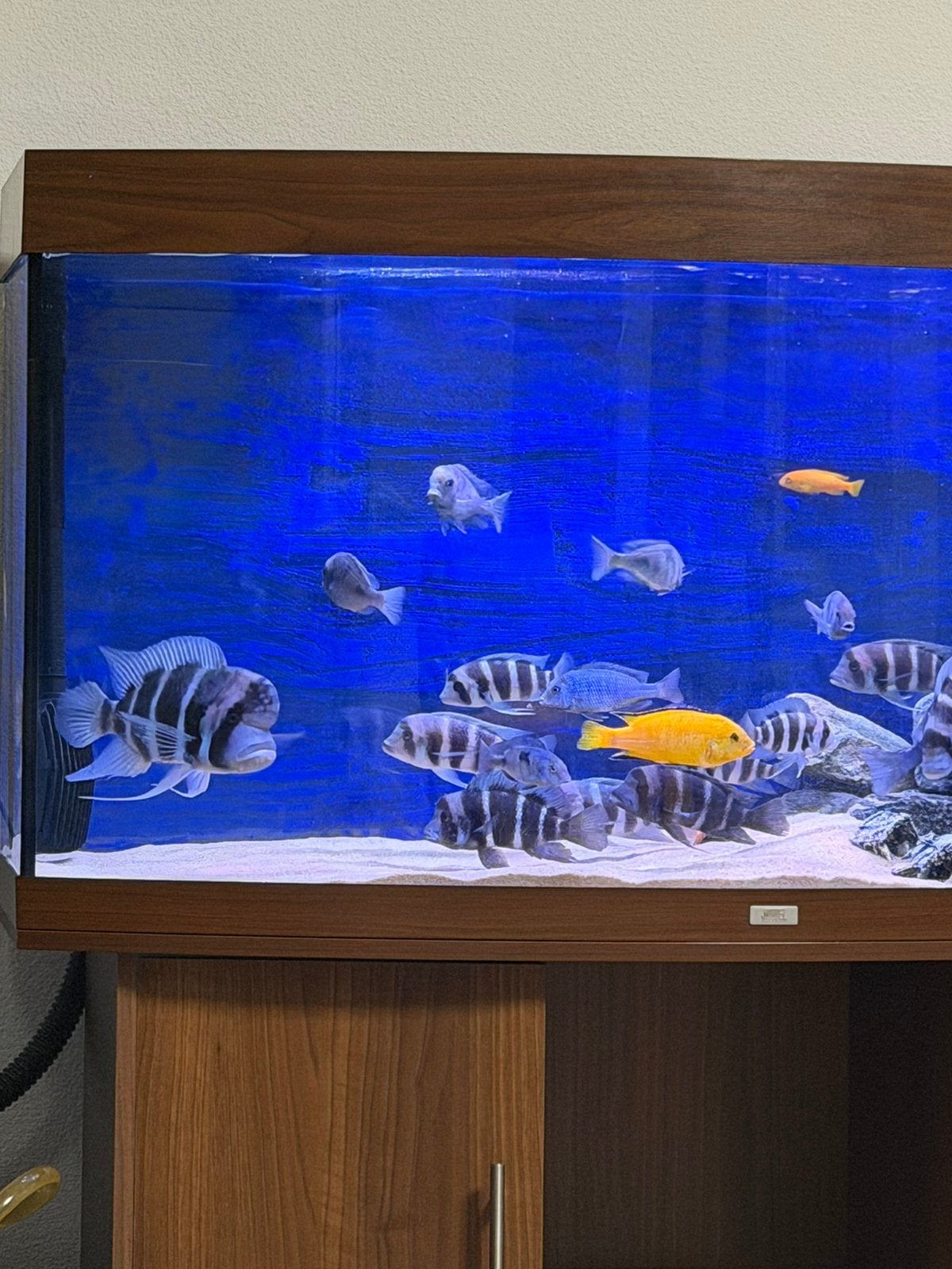 Groep van 13 gezonde Frontosa’s te koop, Dieren en Toebehoren, Vissen | Aquariumvissen, Vis