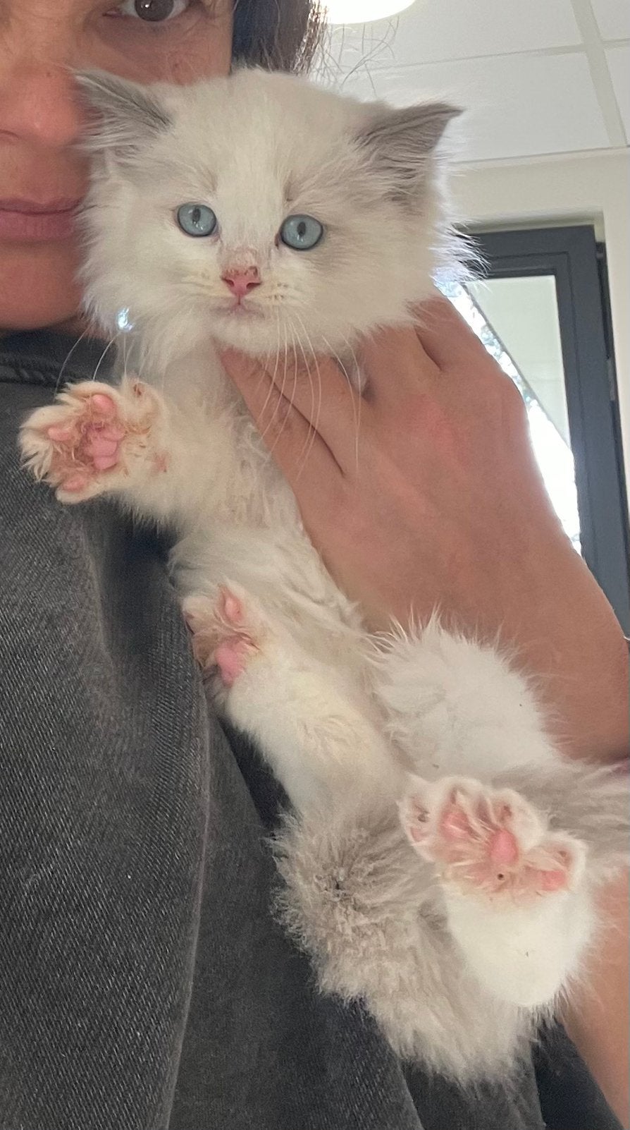 Ragdol kittens, Meerdere dieren, Gechipt