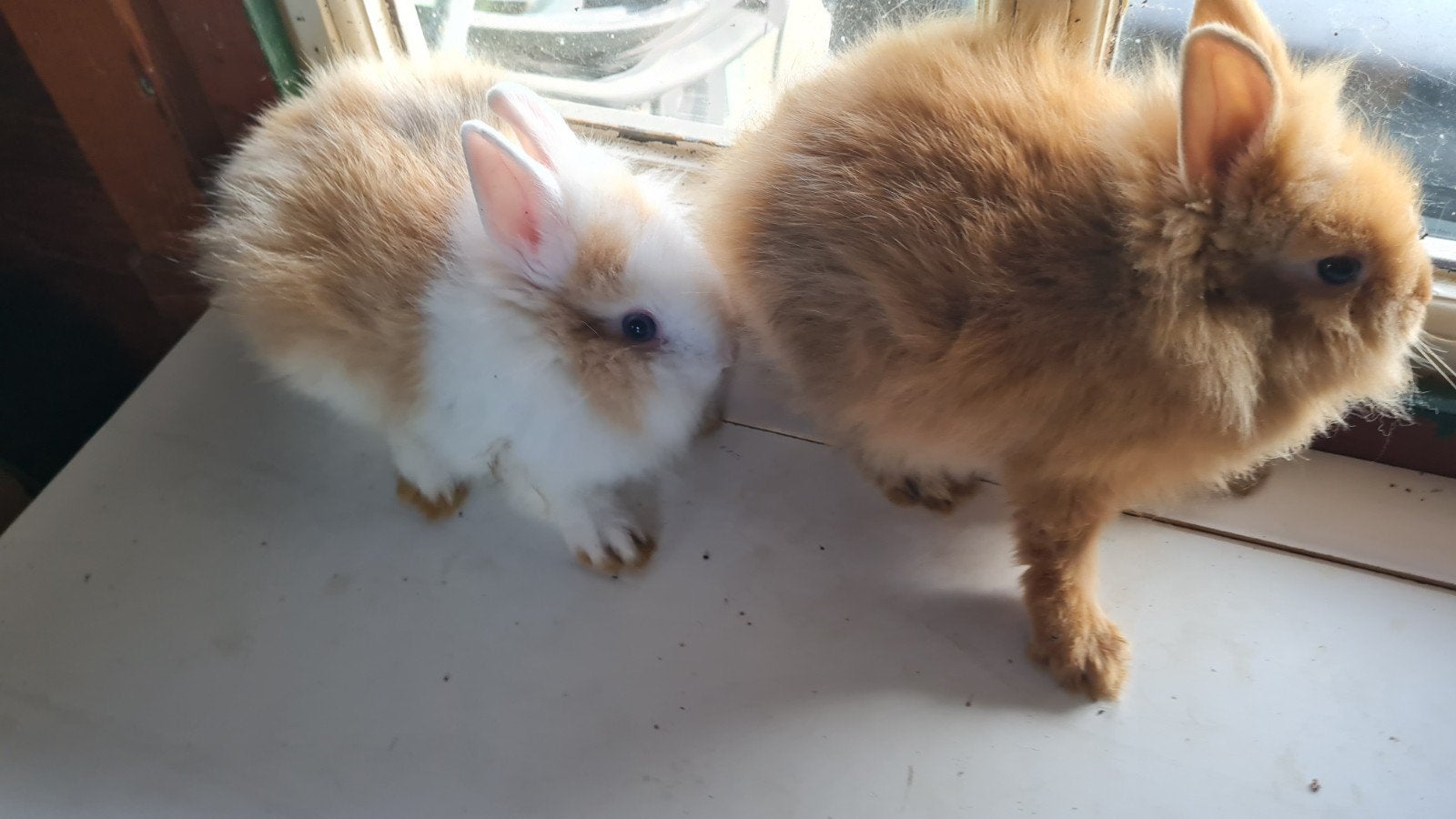 Jonge kruising baard teddy dwerg konijnen, Dieren en Toebehoren, Konijnen, Meerdere dieren, Dwerg