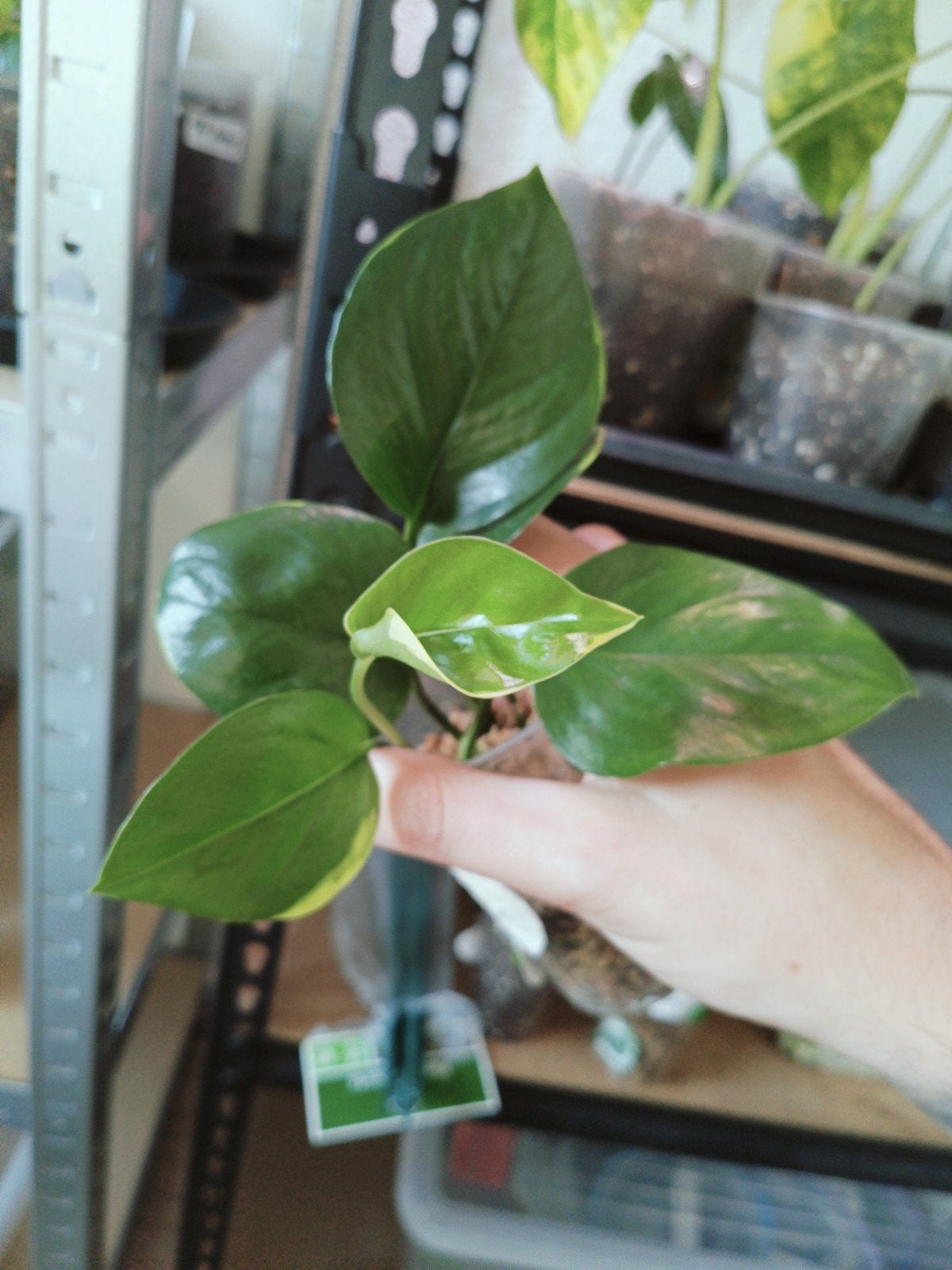 Epipremnum Poonsin - Stek of Jonge Plant, Ophalen of Verzenden