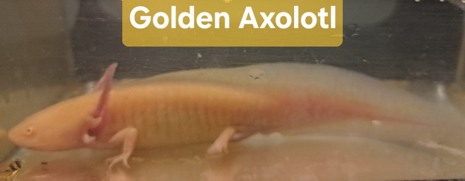 Laatste Baby Golden Alino Axolotls, Dieren en Toebehoren, Reptielen en Amfibieën