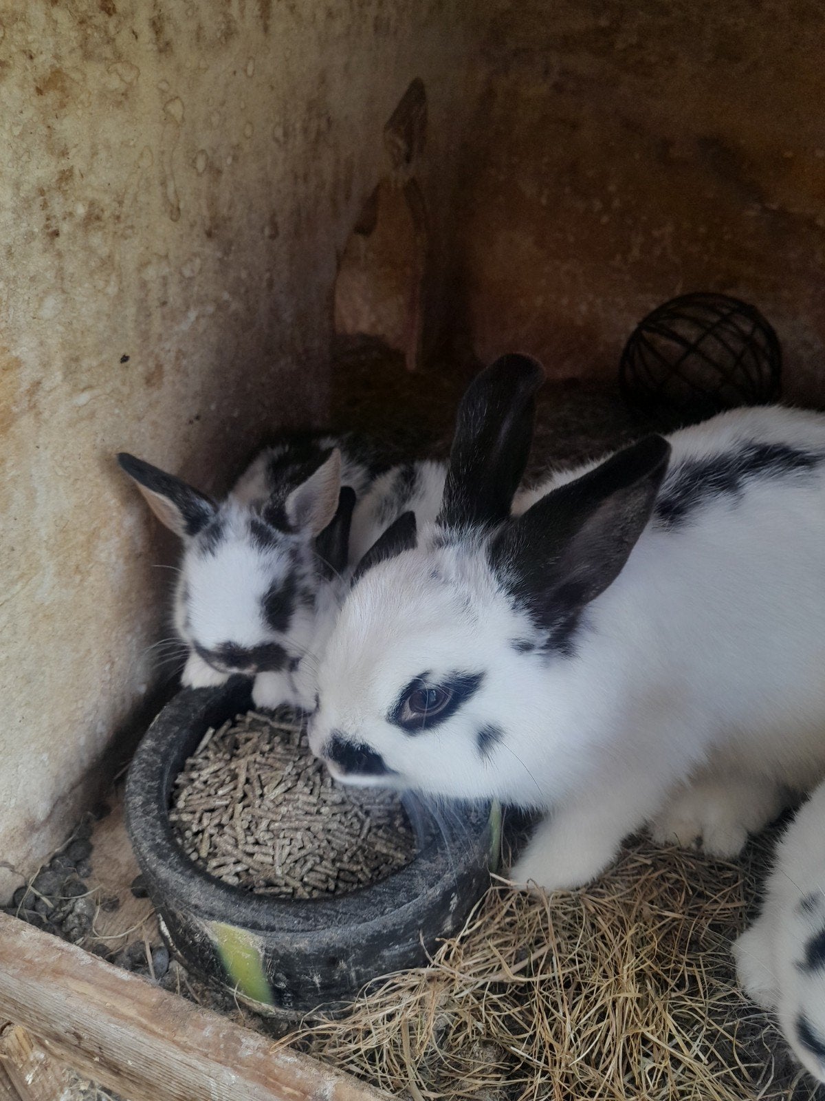 Dwerg lotharinger jongen, Dieren en Toebehoren, Konijnen, Meerdere dieren, Dwerg, 0 tot 2 jaar