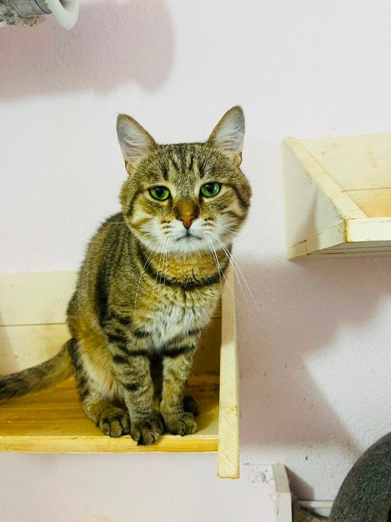 Zoek jij een maatje? Mag ik bij jou?, Kater, Kortharig, 3 tot 5 jaar