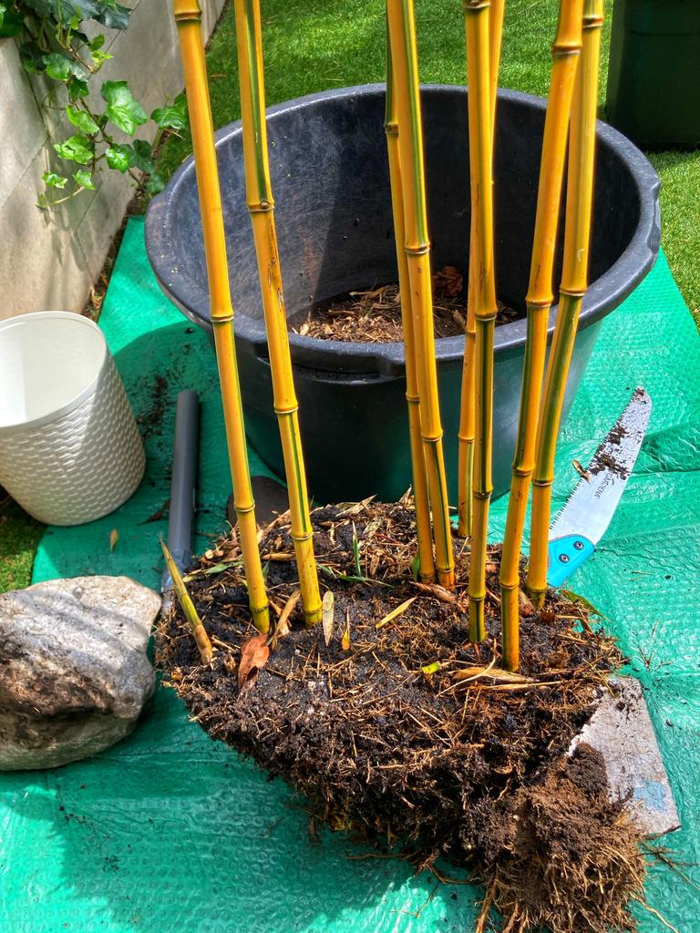 Grote bamboepol! Phyllostachys aureosulcata 'Spectabilis', Tuin en Terras, Ophalen, Overige soorten