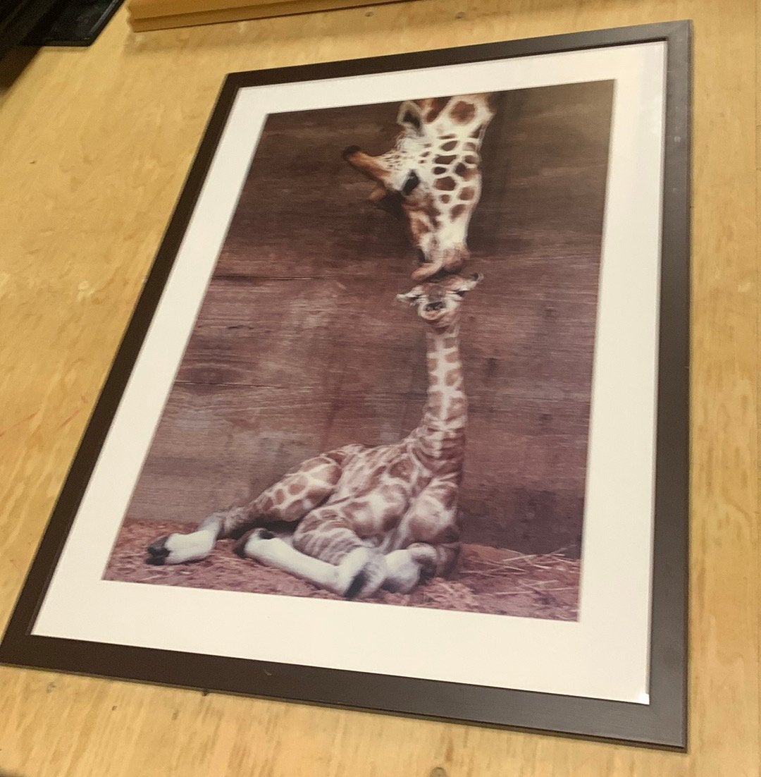 Lijst met foto giraf en baby 65x85, Ophalen, Gebruikt, Glas, Met glas