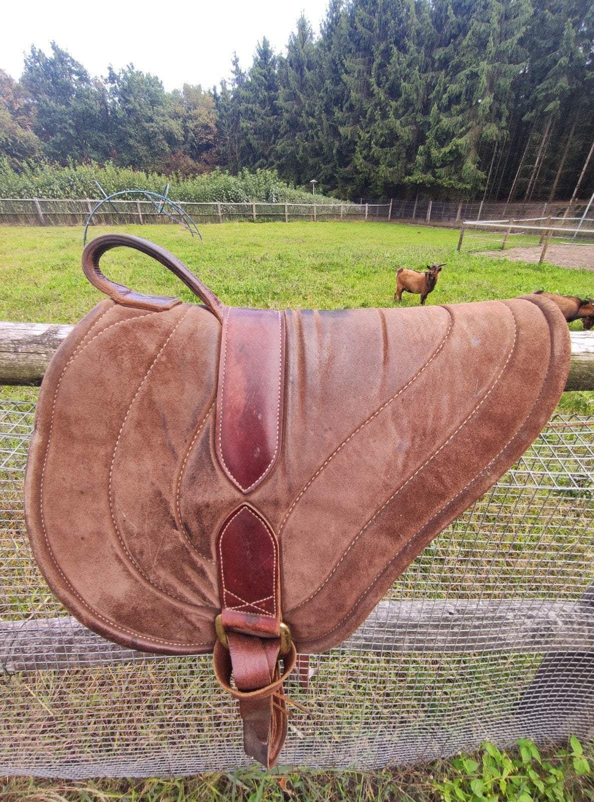 Foto 3 van barebackpad (Parelli) leer suede boven medisch vilt onder