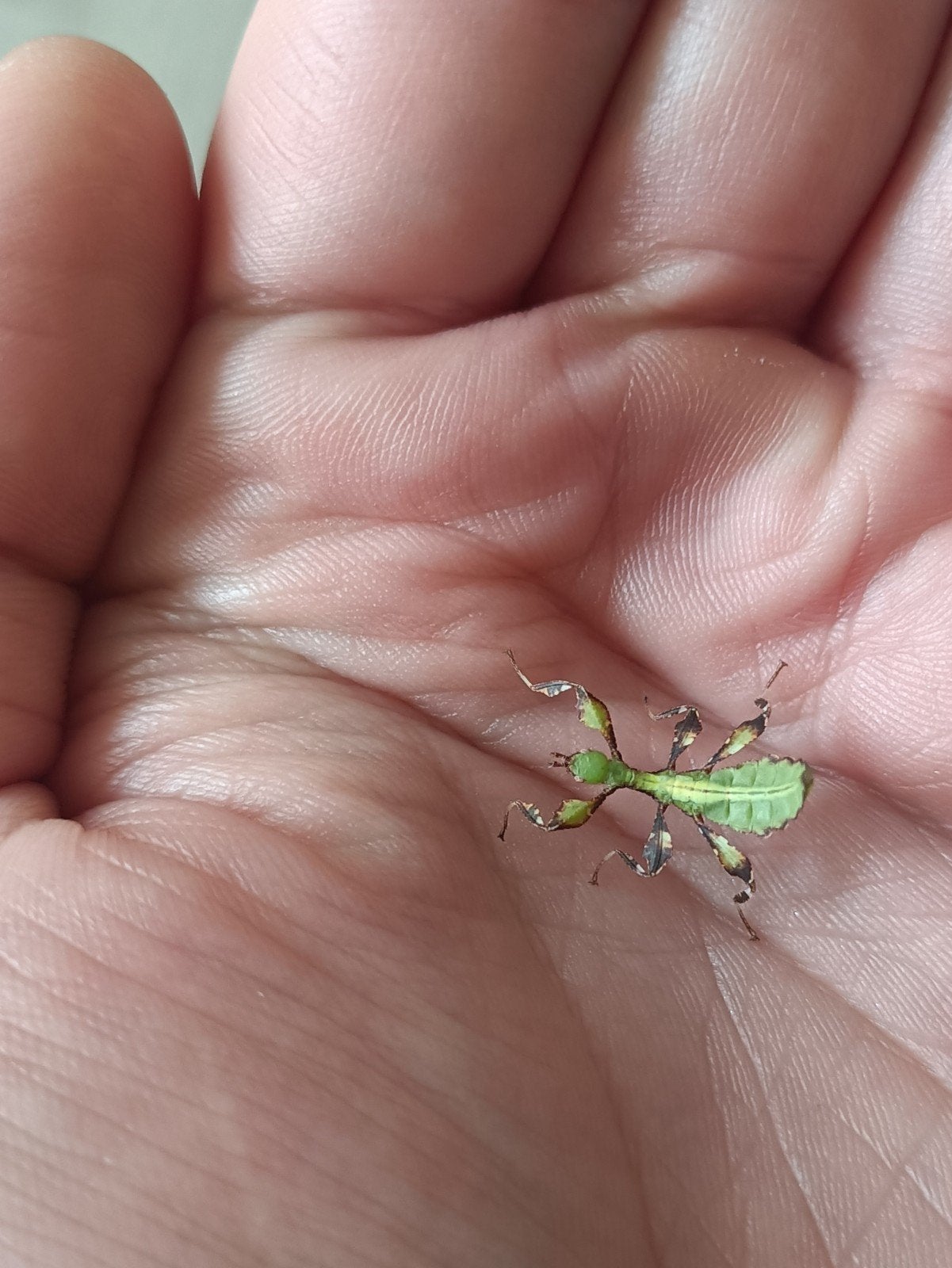 Nimfen wandelend blad, Dieren en Toebehoren, Wandelende tak